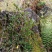 广西桂林市灵川县大境瑶山海拨一千米高的野生石吊兰