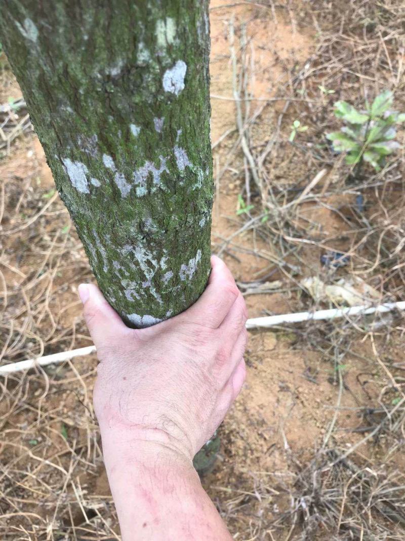 优质印度老山白檀出售
