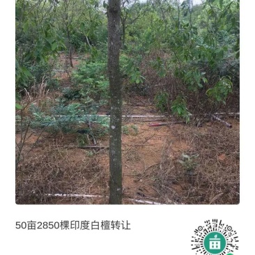 优质印度老山白檀出售