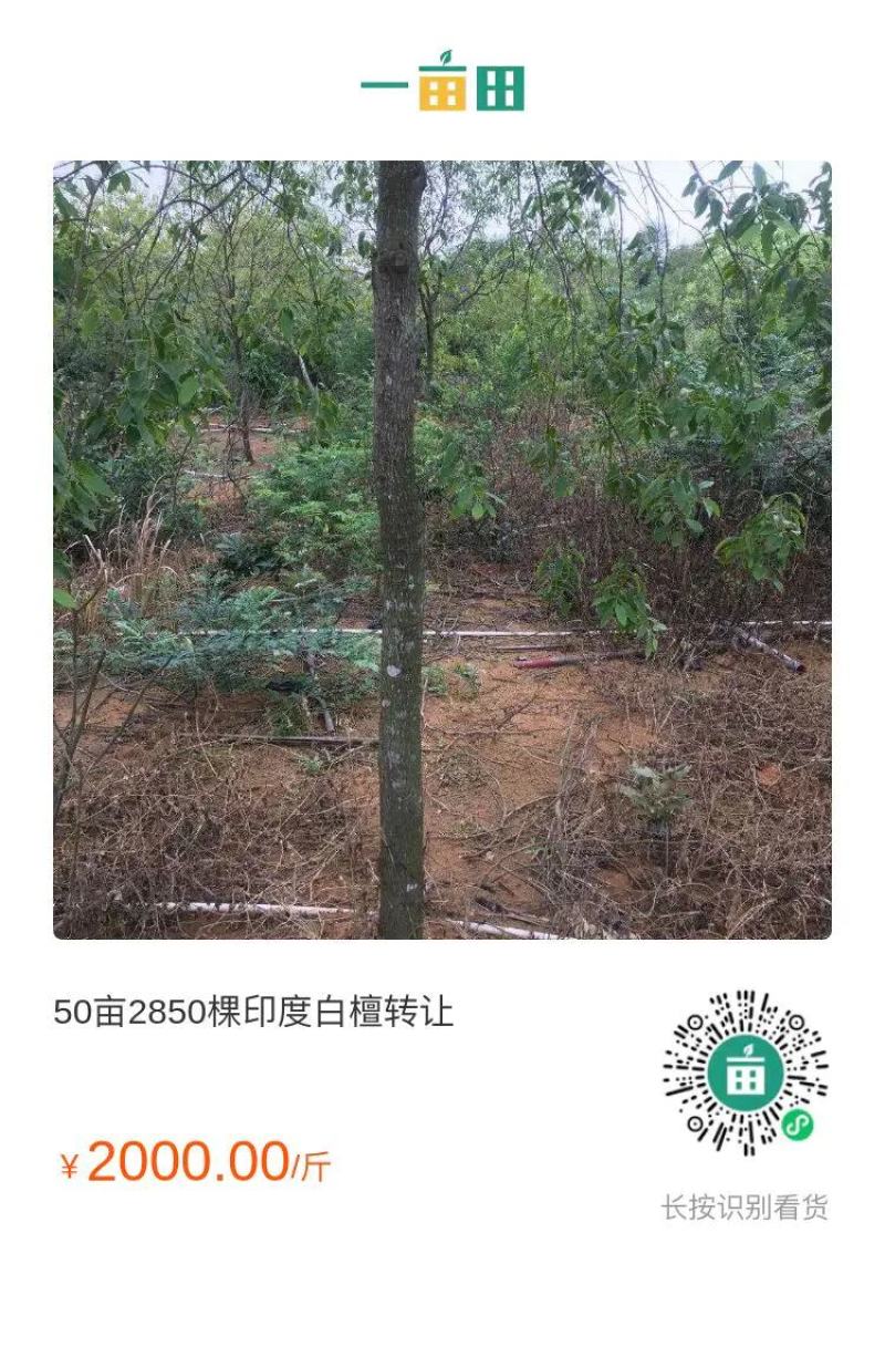 优质印度老山白檀出售