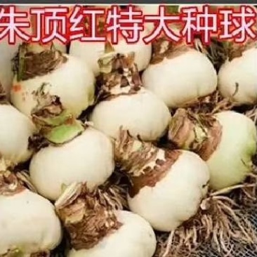 现货荷兰重瓣朱顶红种球大球地栽球根花苗新到货盆栽花卉