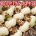 现货荷兰重瓣朱顶红种球大球地栽球根花苗新到货盆栽花卉