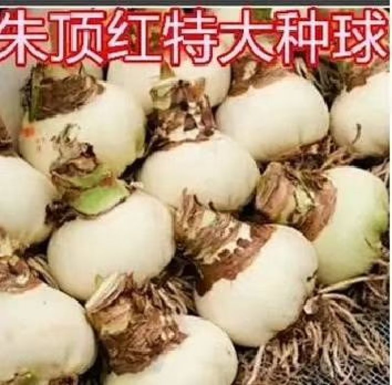 现货荷兰重瓣朱顶红种球大球地栽球根花苗新到货盆栽花卉