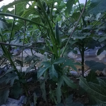 秋葵产地直销批发