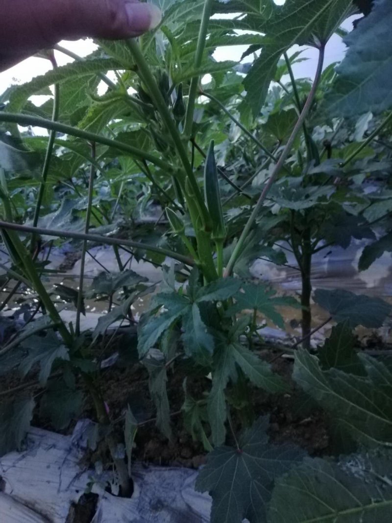秋葵产地直销批发