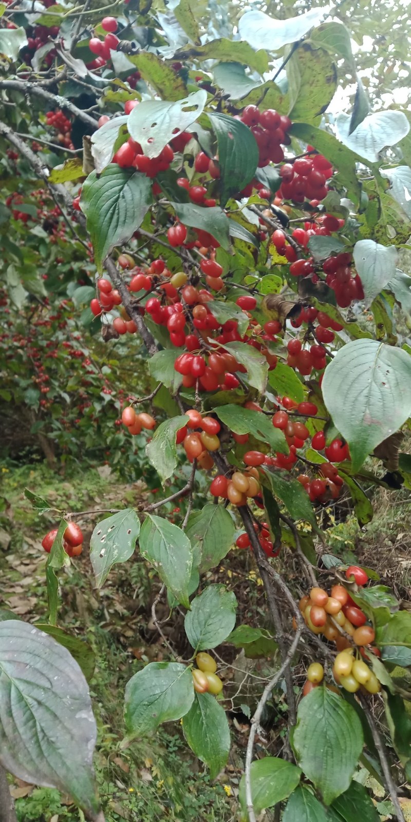 秦岭山的珍贵药材商洛山茱萸种、苗批发零售