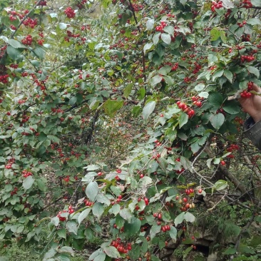 秦岭山的珍贵药材商洛山茱萸种、苗批发零售