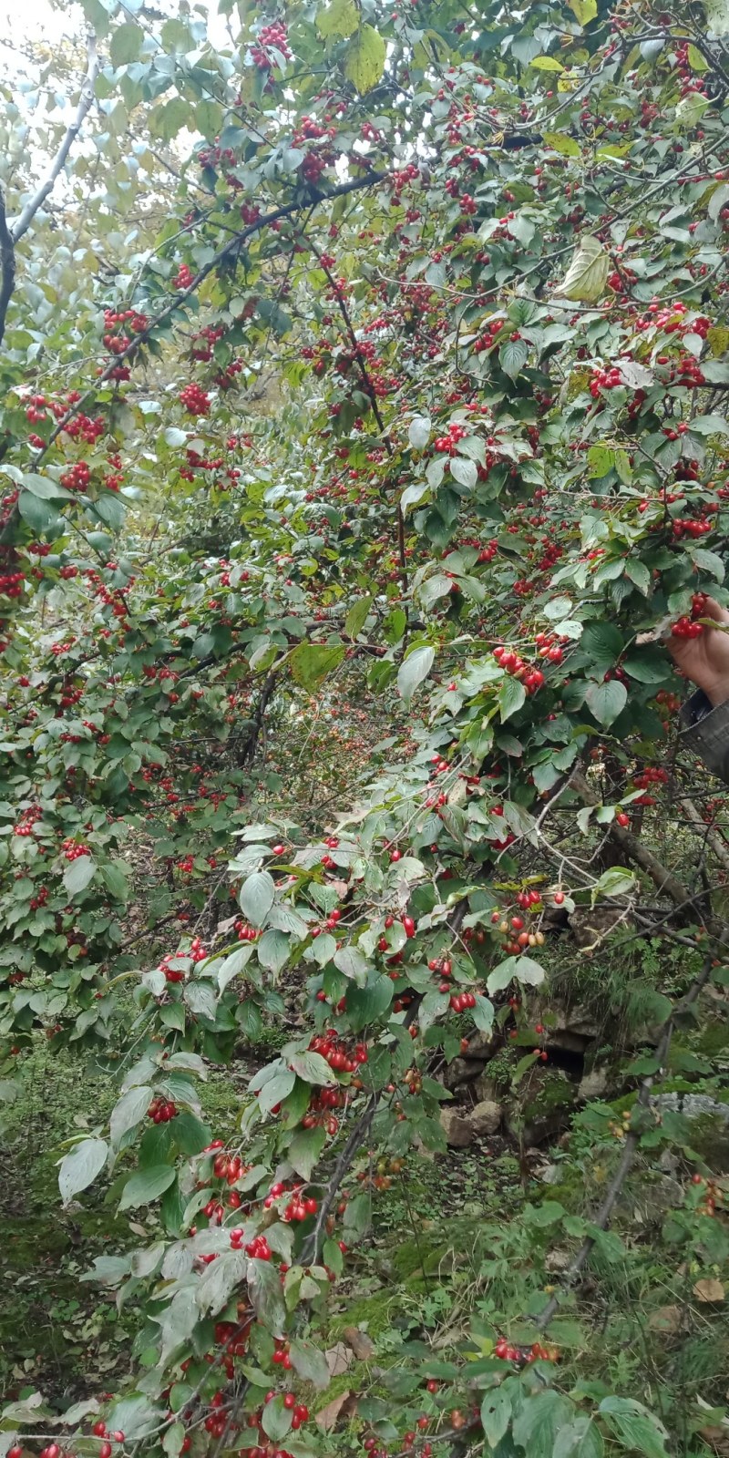 秦岭山的珍贵药材商洛山茱萸种、苗批发零售