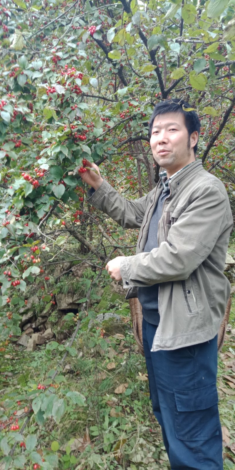 秦岭山的珍贵药材商洛山茱萸种、苗批发零售