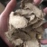 片姜黄保庆药业批发片姜黄发货前过筛实物拍摄