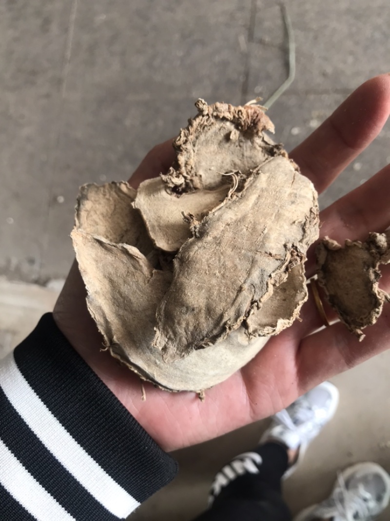 片姜黄保庆药业批发片姜黄发货前过筛实物拍摄