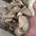 片姜黄保庆药业批发片姜黄发货前过筛实物拍摄