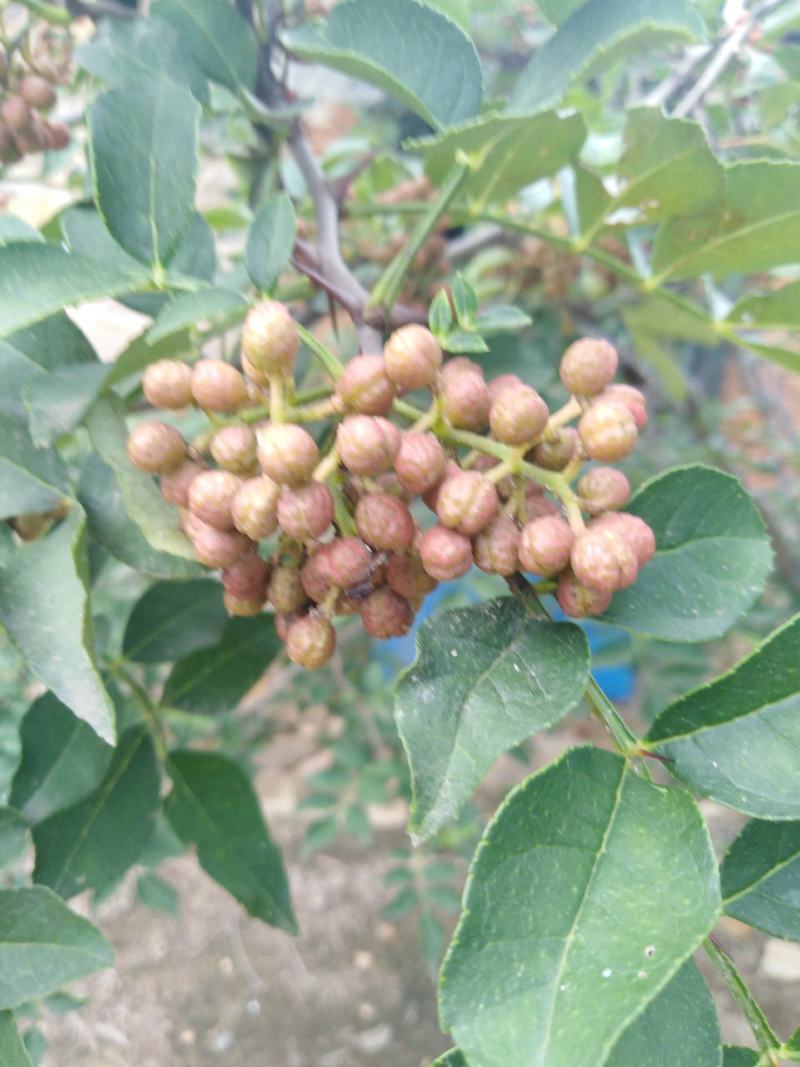花椒苗大红袍花椒苗现挖现发保质量保湿邮寄包邮