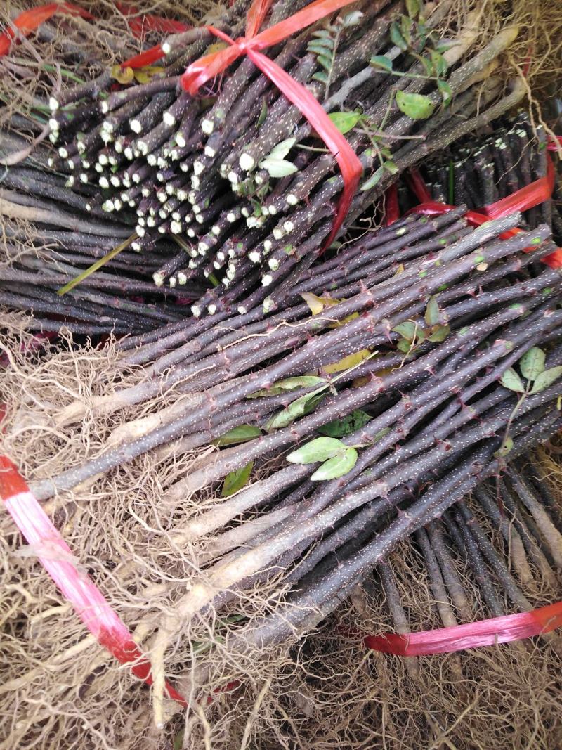 花椒苗大红袍花椒苗现挖现发保质量保湿邮寄包邮