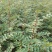 花椒苗大红袍花椒苗现挖现发保质量保湿邮寄包邮