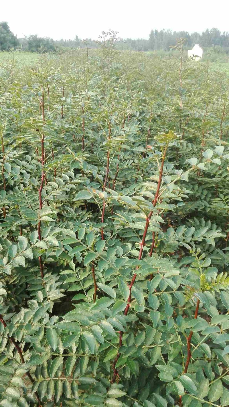 花椒苗大红袍花椒苗现挖现发保质量保湿邮寄包邮