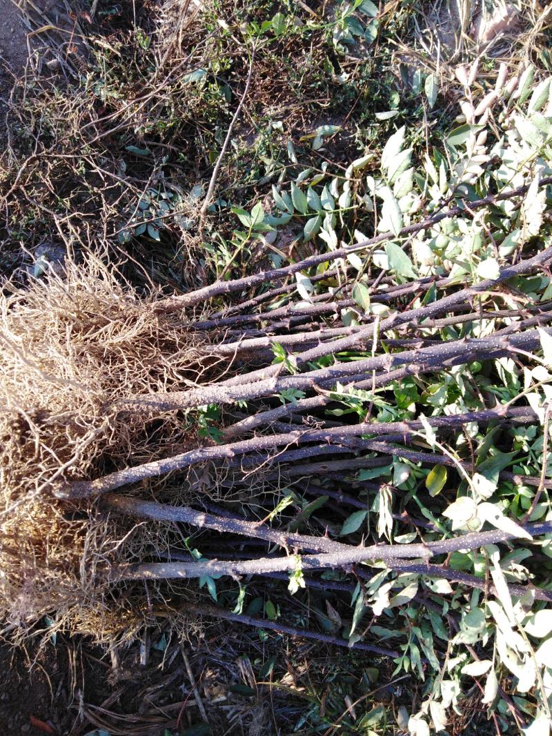 花椒苗大红袍花椒苗现挖现发保质量保湿邮寄包邮