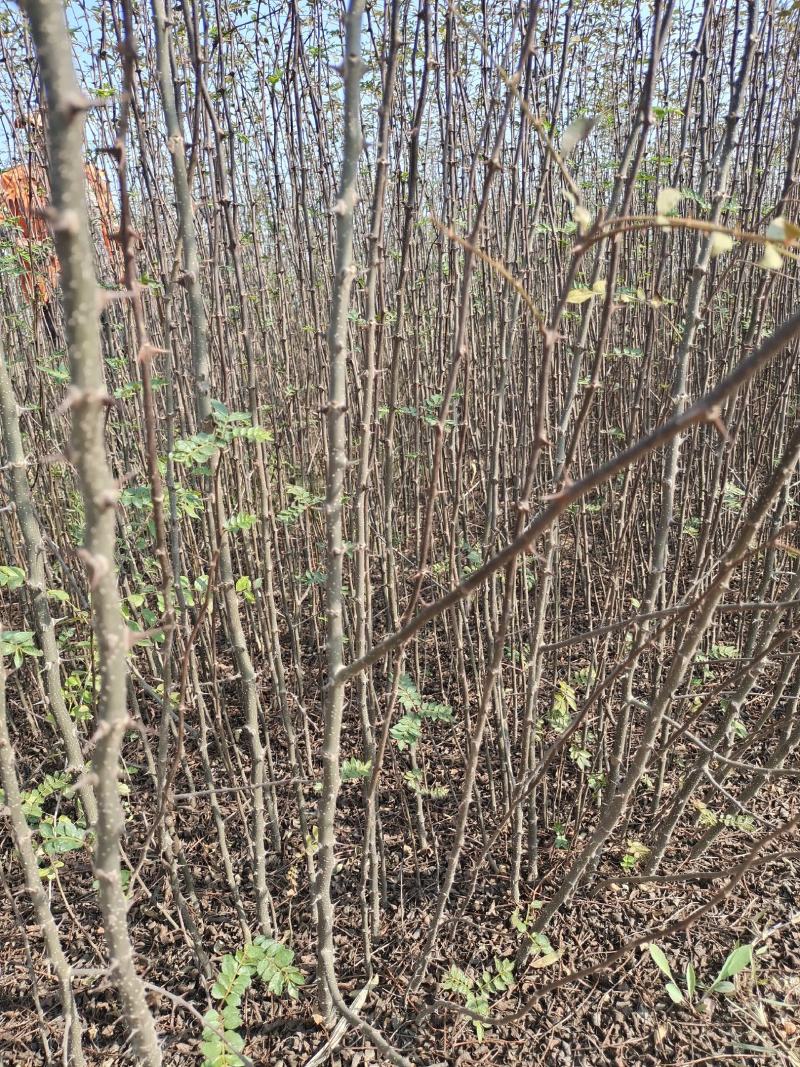 花椒苗大红袍花椒苗现挖现发保质量保湿邮寄包邮