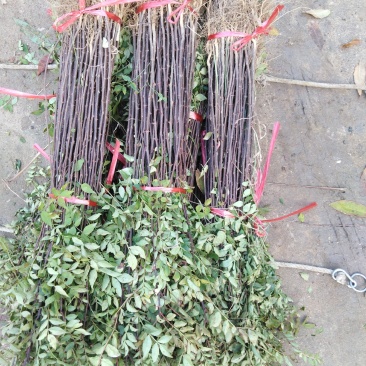花椒苗大红袍花椒苗现挖现发保质量保湿邮寄包邮