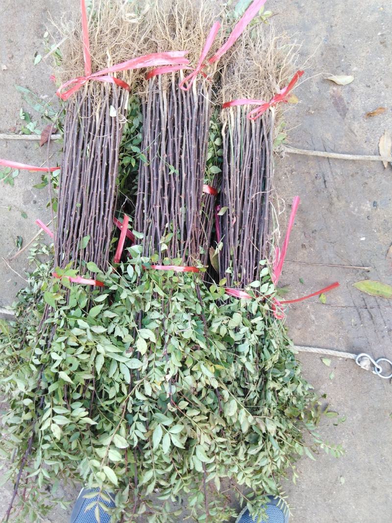 花椒苗大红袍花椒苗现挖现发保质量保湿邮寄包邮