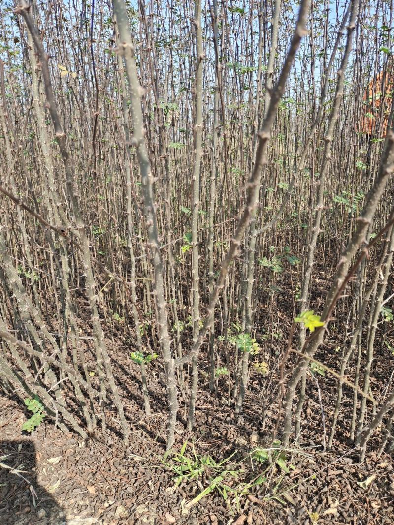 花椒苗大红袍花椒苗现挖现发保质量保湿邮寄包邮