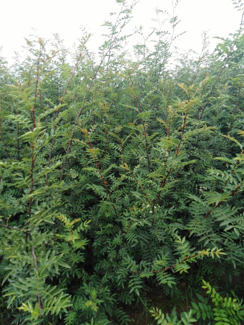 花椒苗大红袍花椒苗现挖现发保质量保湿邮寄包邮