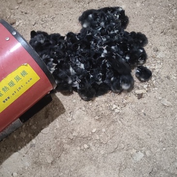 正宗五黑土鸡苗疫苗齐全