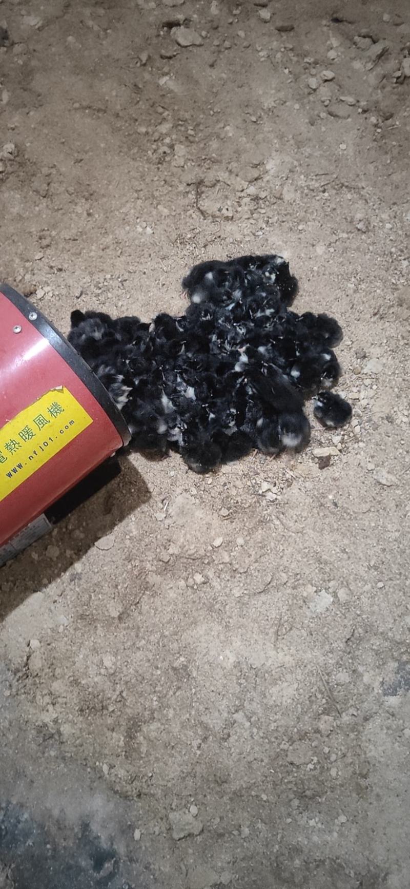 正宗五黑土鸡苗疫苗齐全
