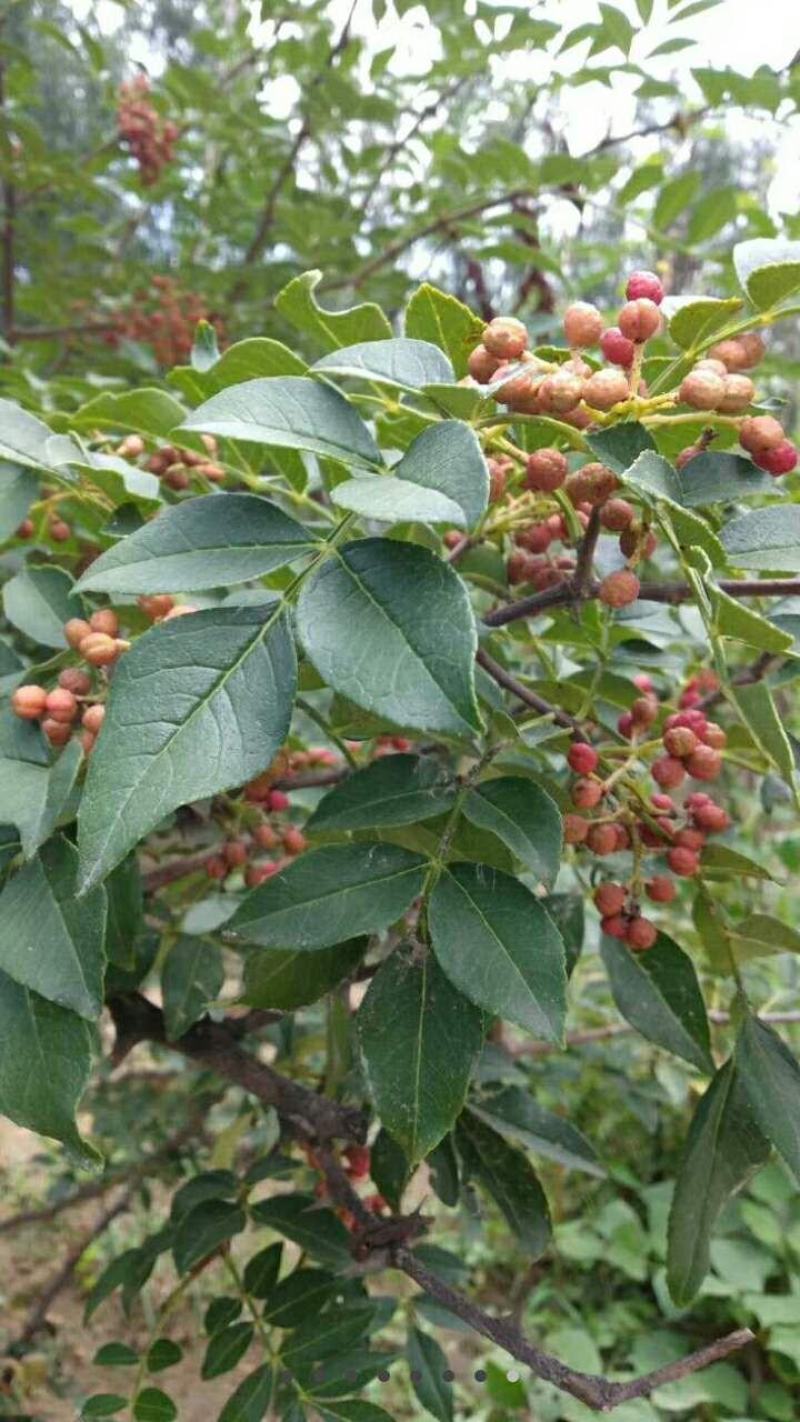花椒苗大红袍花椒苗现挖现发保质量保湿邮寄包邮