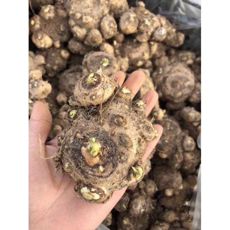荷兰进口马蹄莲种球大球根室内盆栽花卉四季种易活冬季适种绿