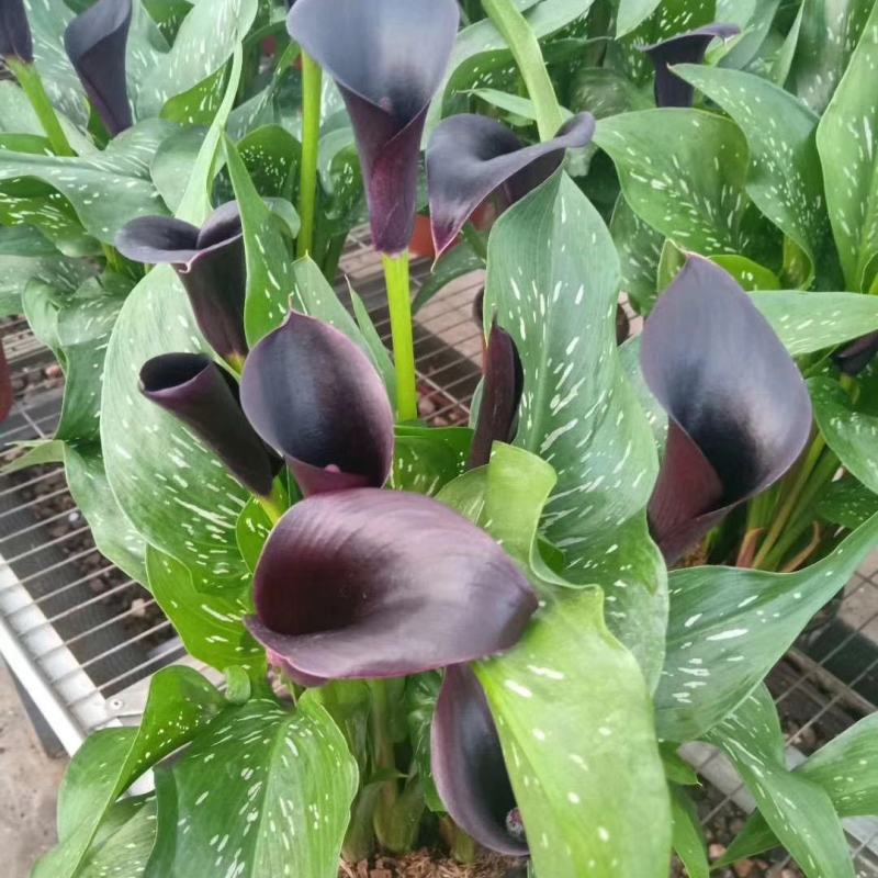 荷兰进口马蹄莲种球大球根室内盆栽花卉四季种易活冬季适种绿