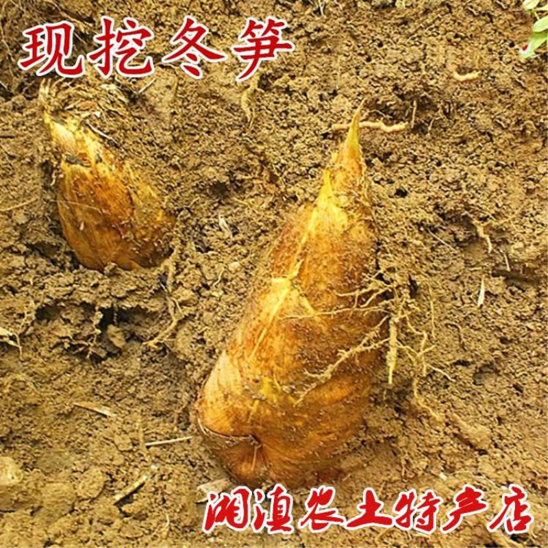 新鲜冬笋5斤装竹笋黄泥笋现挖现发特产佐餐春笋包邮
