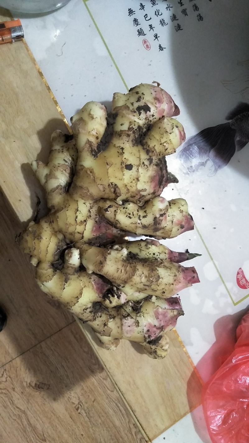 自己种的大姜姜母出售