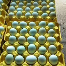 绿壳土鸡蛋鸡，初生蛋