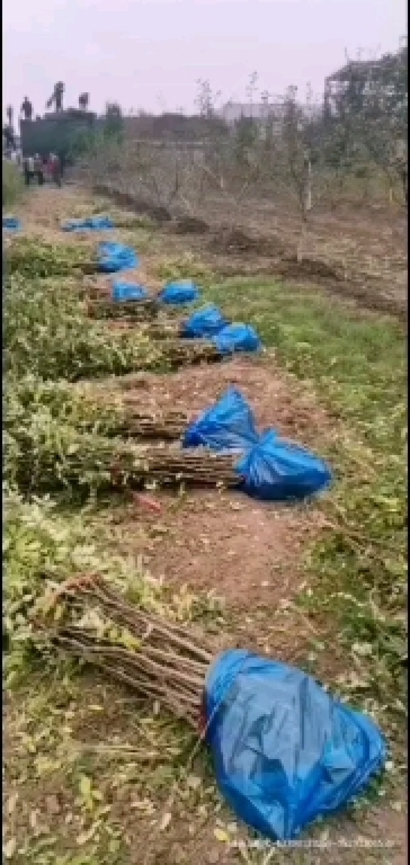 韩城大红袍黄盖花椒苗木