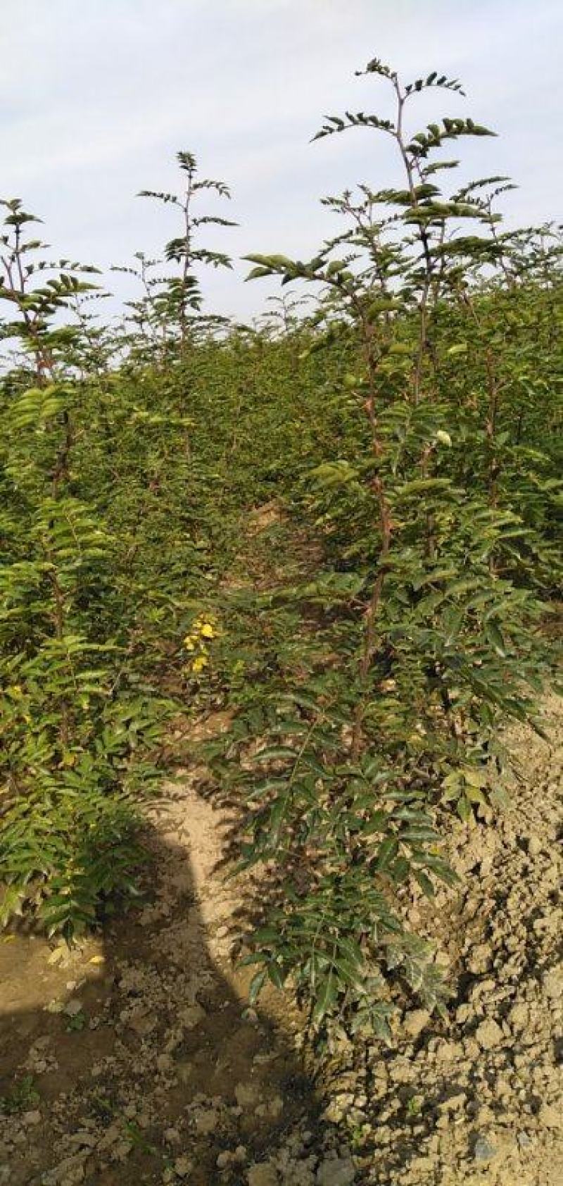 韩城大红袍黄盖花椒苗木