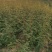 韩城大红袍黄盖花椒苗木