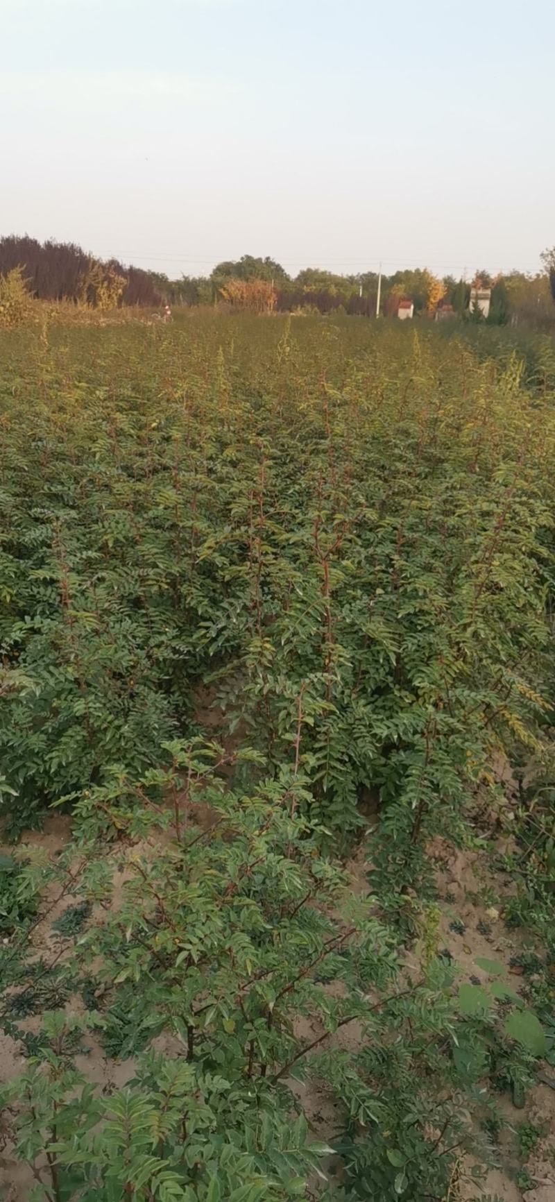 韩城大红袍黄盖花椒苗木