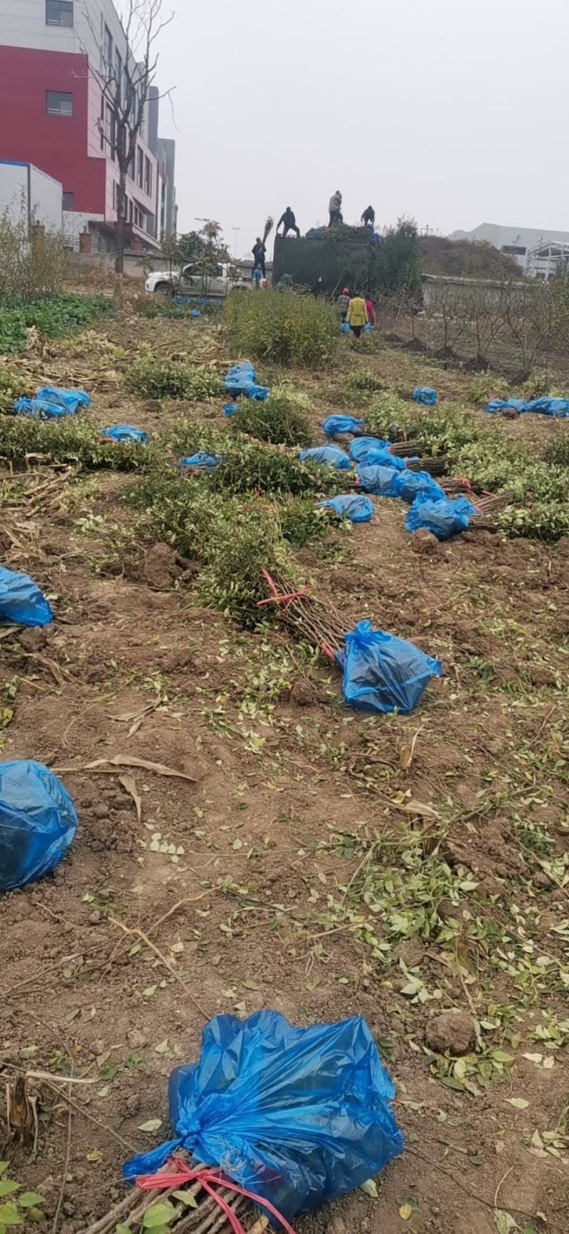 韩城大红袍黄盖花椒苗木