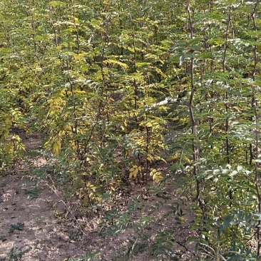 韩城大红袍黄盖花椒苗木