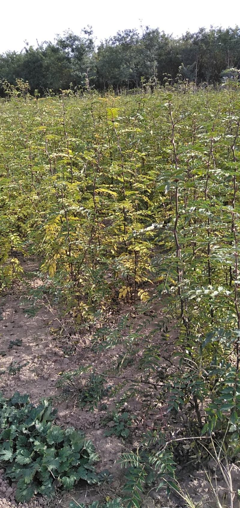 韩城大红袍黄盖花椒苗木