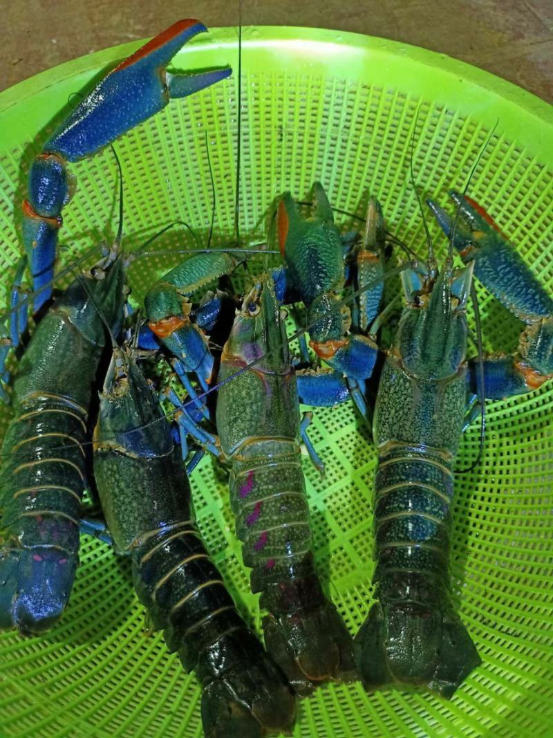 澳洲淡水龙虾预销售了