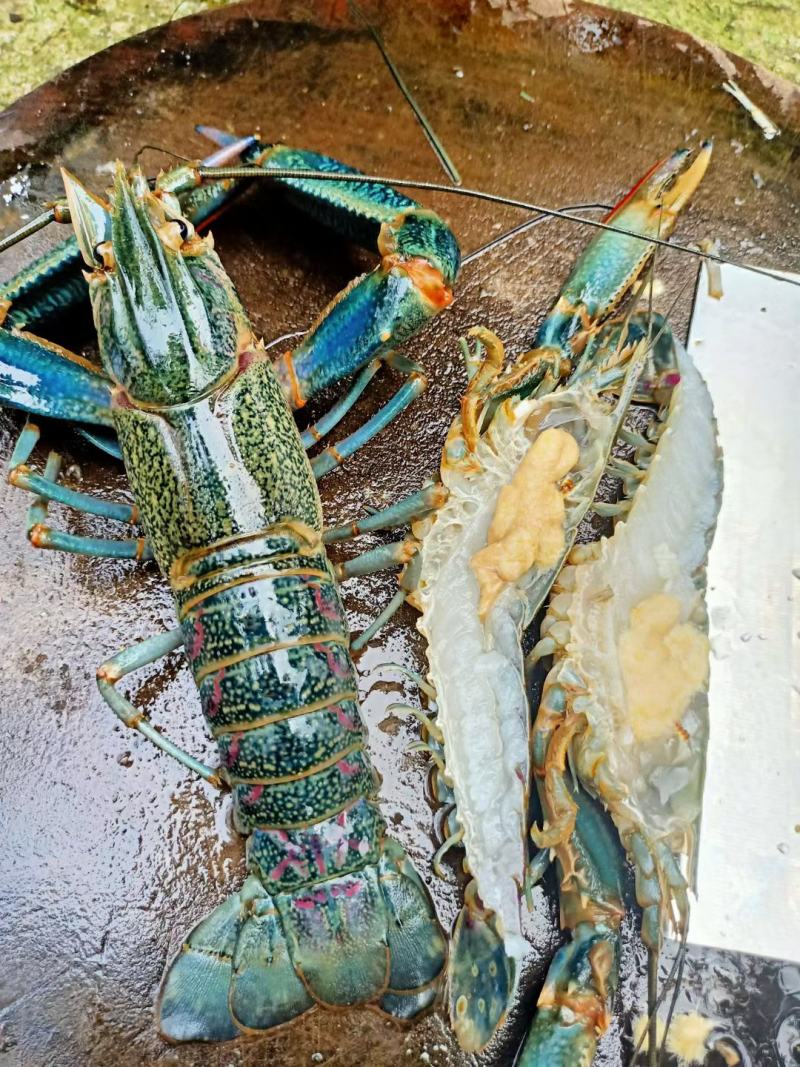 澳洲淡水龙虾预销售了