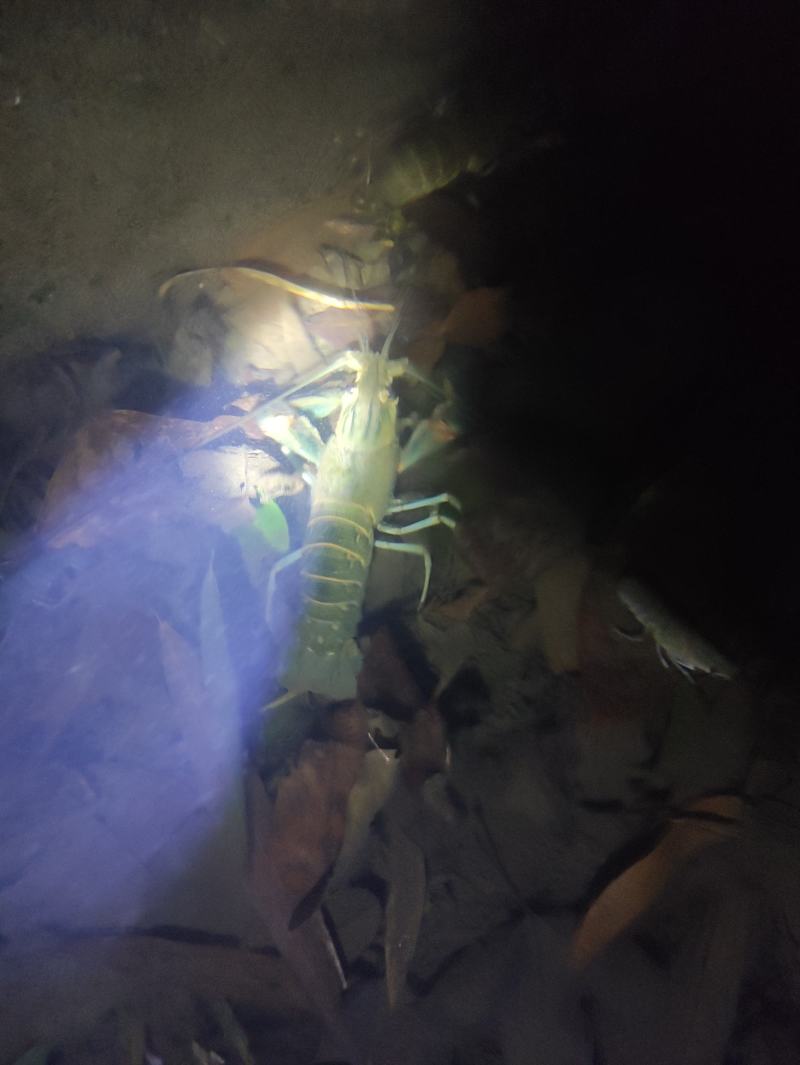 澳洲淡水龙虾预销售了