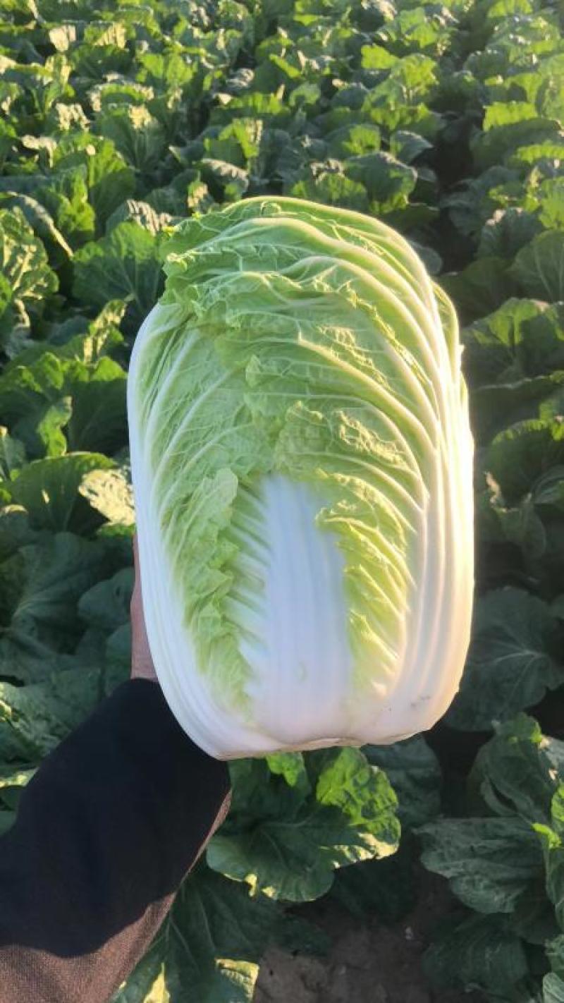 矮颗黄心大白菜，产地直发口感好色泽鲜艳质量