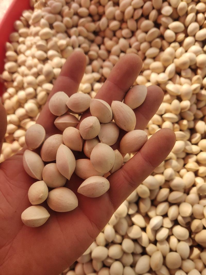 【精选白果】自家银杏，价格低，质量好，货量充足，品质保证