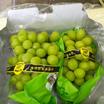 香印阳光玫瑰海量货源，框装，箱装有，质量好价格美丽