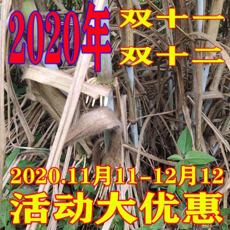 皇竹草种节牧草韵达中通包邮