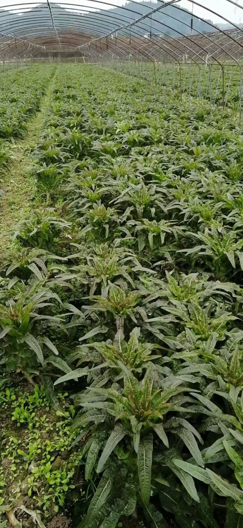 莴笋红尖叶莴笋，，，，