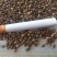 麻子，中颗粒人吃，喂鸟，榨油，火麻子，低水分净粮